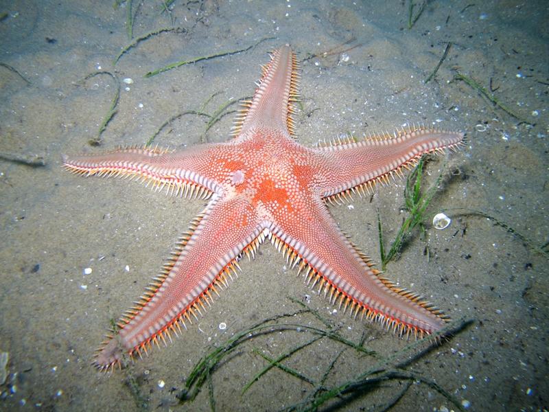 Astropecten aranciacus (Linnaeus, 1758)